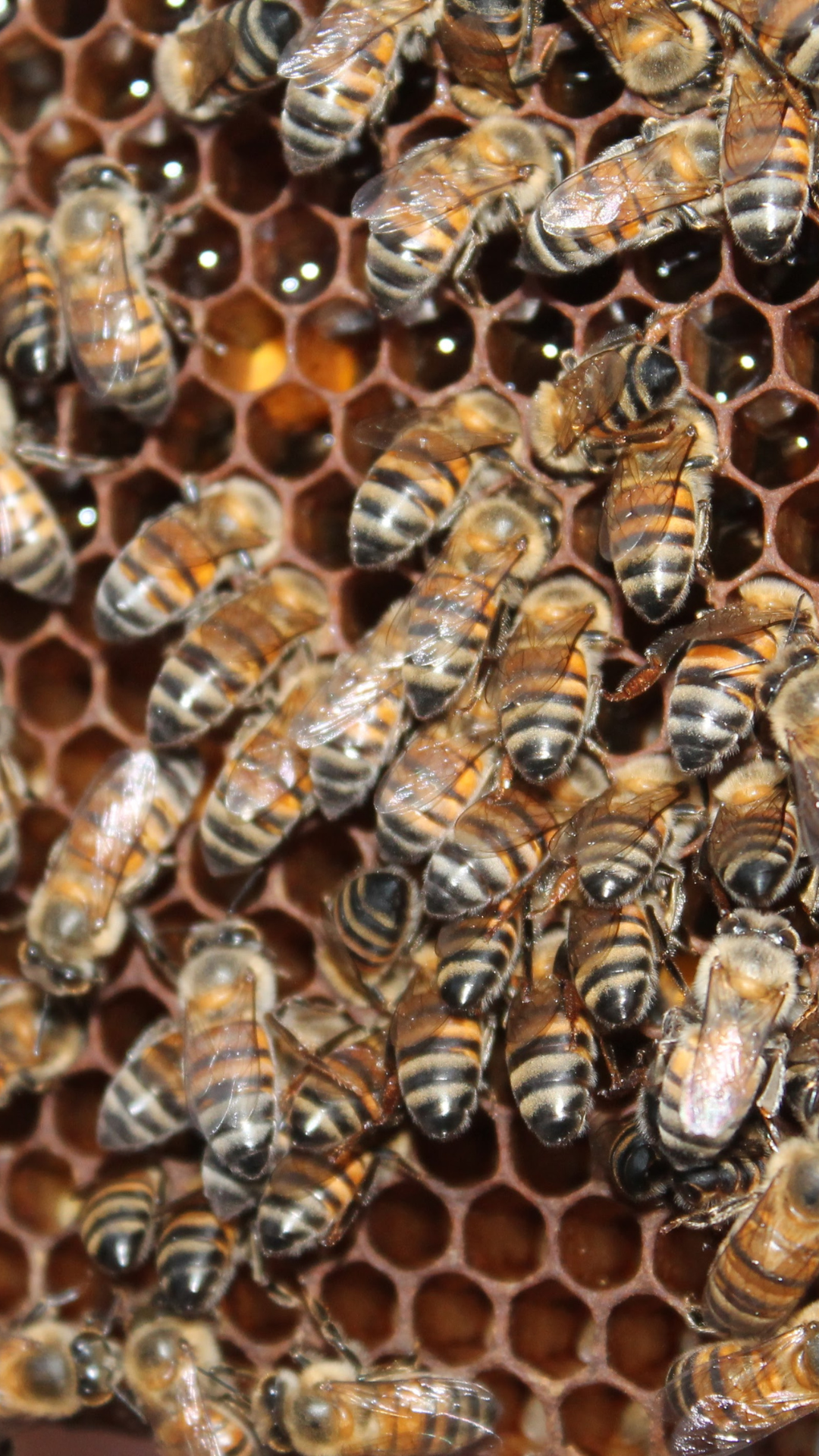 O que é alimentação alternativa para abelhas?