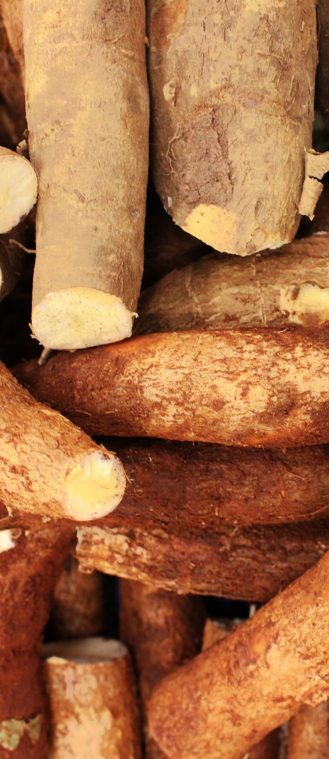 mandioca