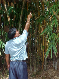 Complementaridade In situ - Ex Situ