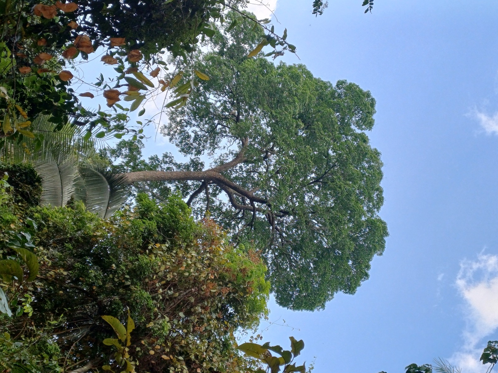 floresta