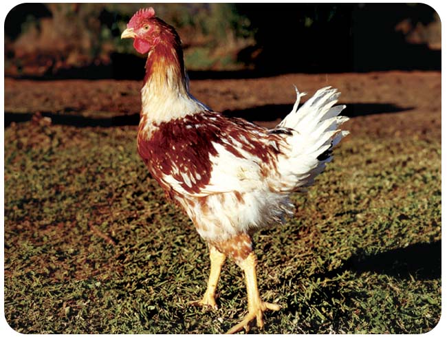 Frango de corte colonial 041