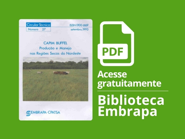 Capim buffel: produção e manejo nas regiões secas do Nordeste