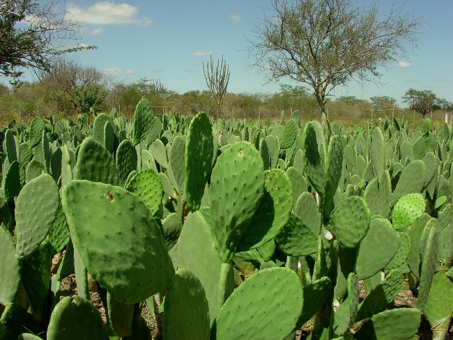 Podridão-mole