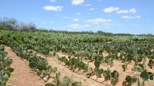 Podridão escamosa