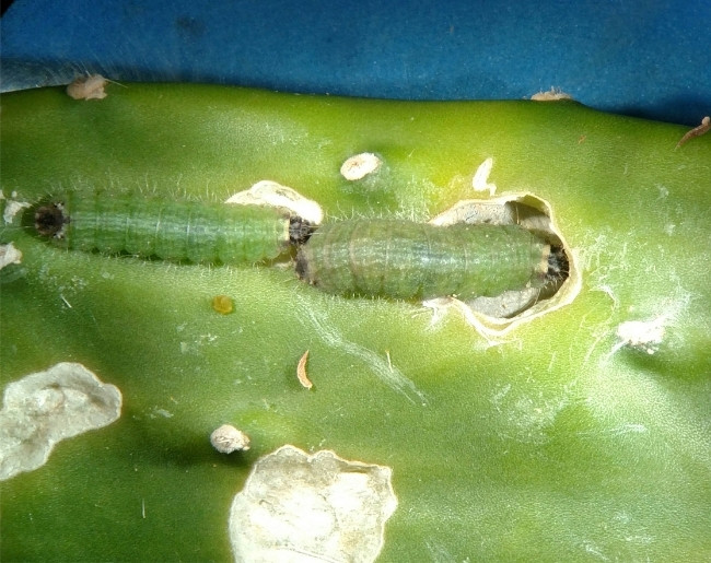 Lagarta