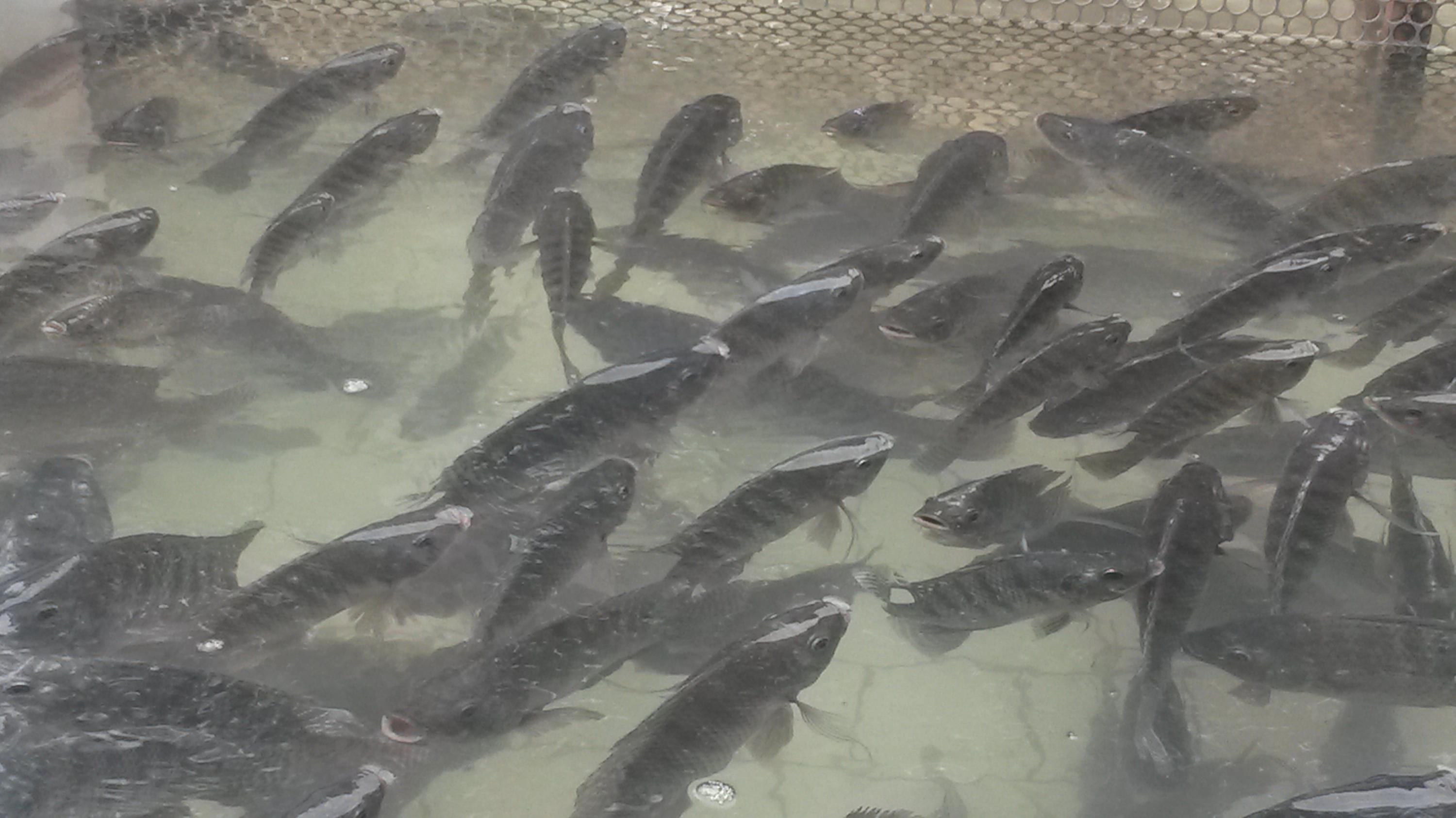Você sabia que a densidade dos peixes impacta no crescimento e na saúde?
