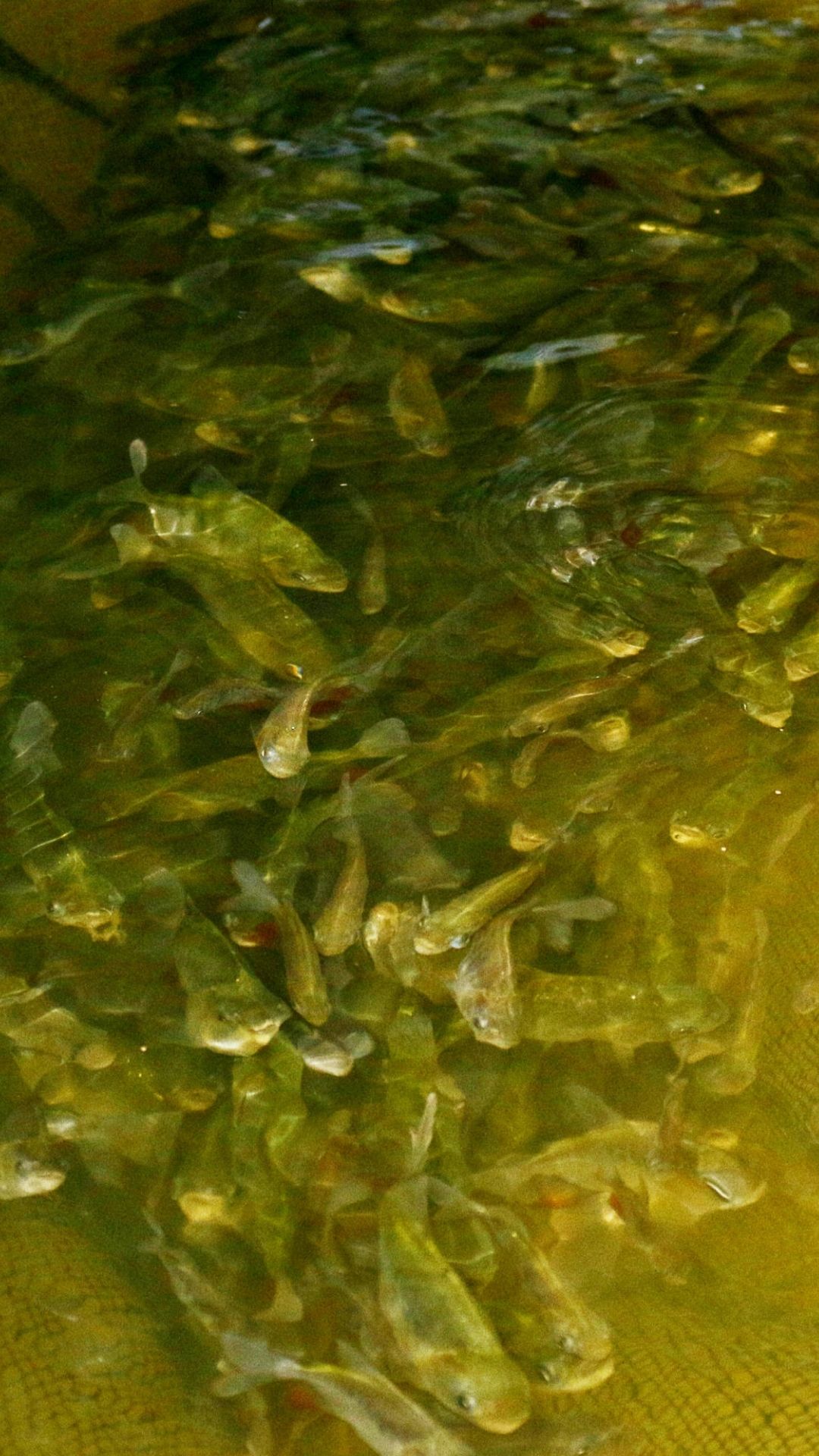 Como funciona o serviço de sexagem de peixes nativos?