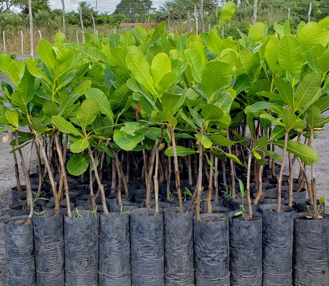 Mudas de cajueiro 