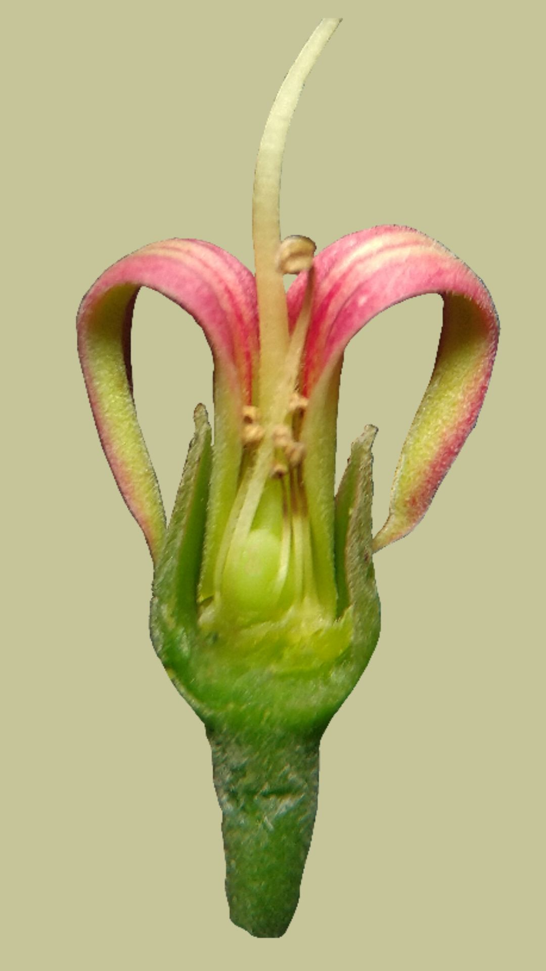 flor hermafrodita