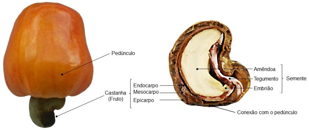 Características botânicas do caju. Foto: João Ravelly Alves de Queirós