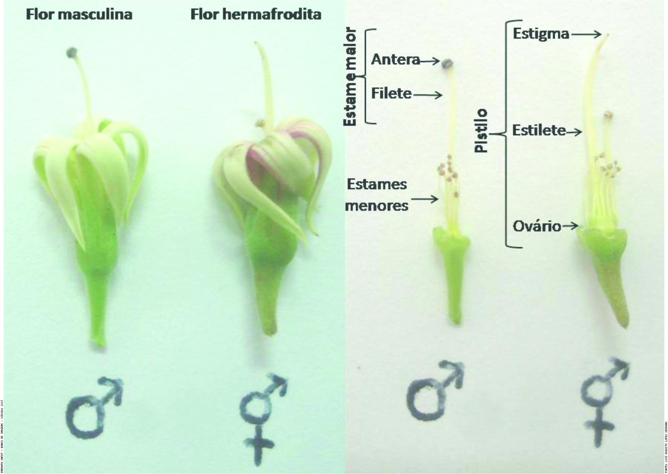 Flores