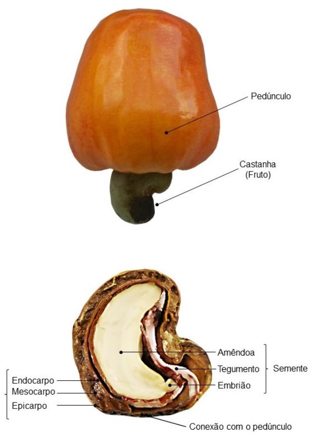Características botânicas do caju. Foto: João Ravelly Alves de Queirós