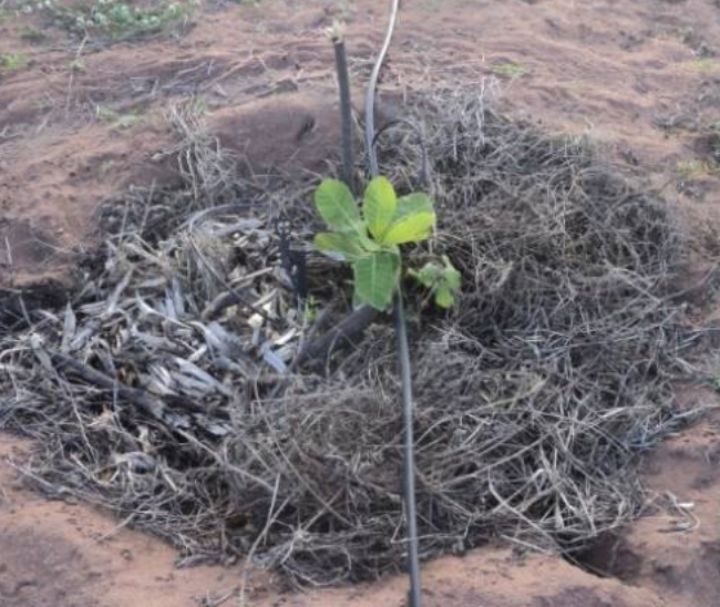 Uso de cobertura morta (mulching)