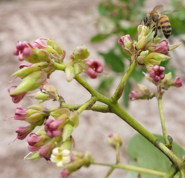abelha em flores de cajueiro