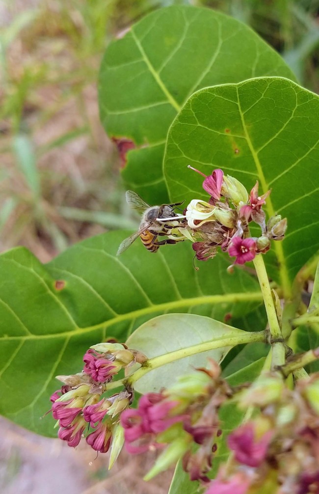 abelha pousando em flor de cajueiro
