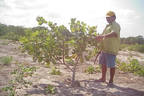 Poda de manutenção leve