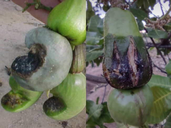 Sintoma na castanha e pedúnculo