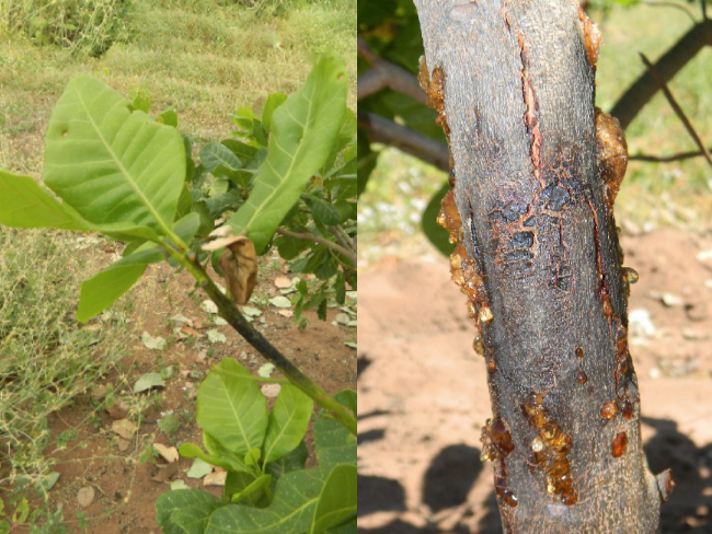 Sintoma em ramos e caule