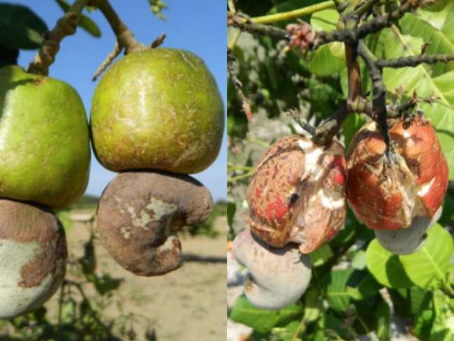 Sintoma na castanha e pedúnculo
