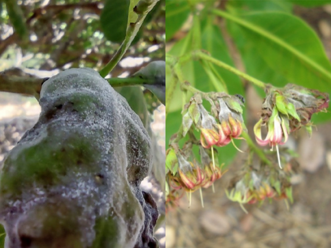 Sintoma nas folhas e inflorescências