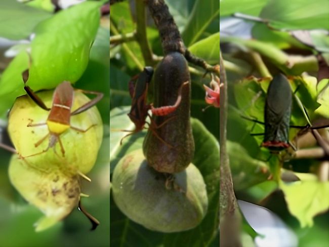 Percevejos dos frutos