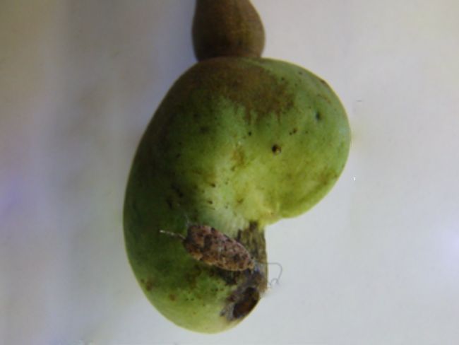 Traça-da-castanha