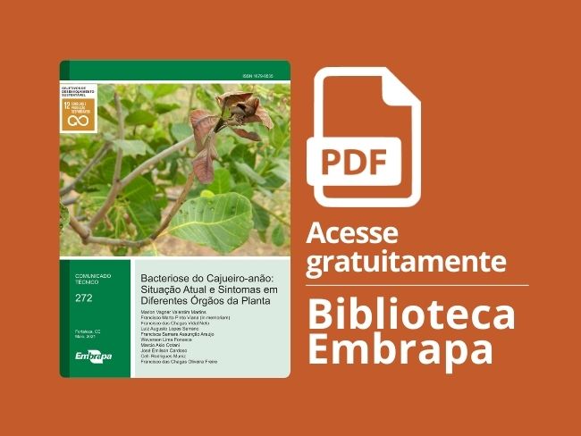 bacteriose cajueiro-anão