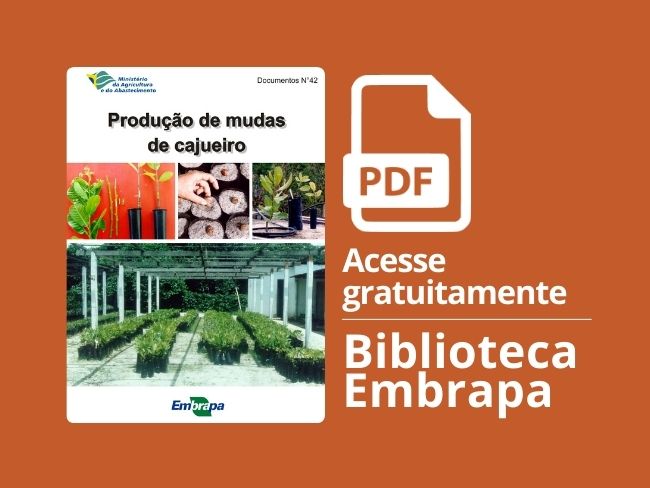 Produção mudas cajueiro