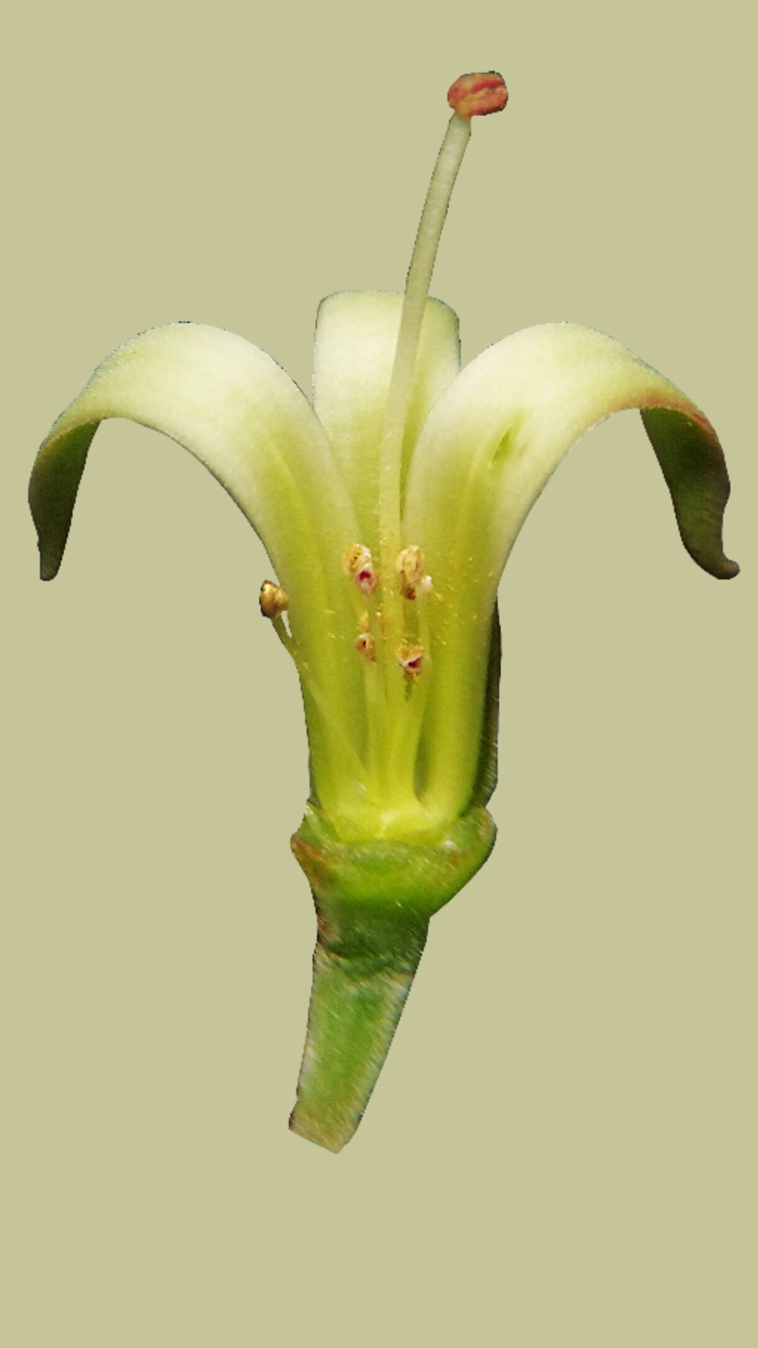 flor masculina
