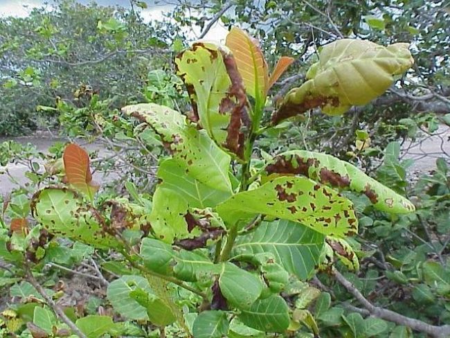 Antracnose