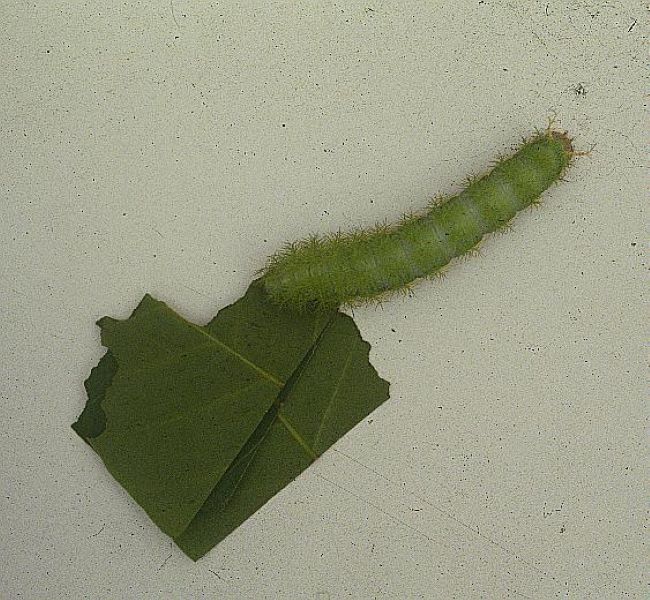 Lagarta-verde