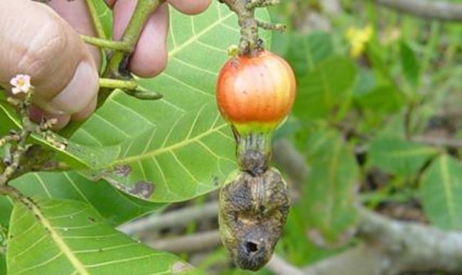 Traça-da-castanha
