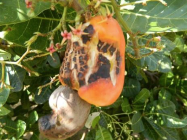Sintoma em pedúnculo