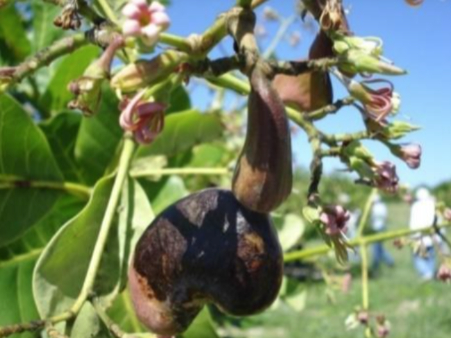 Sintoma na castanha