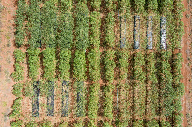 Webstory - Conheça a tecnologia que está revolucionando o cultivo da mandioca no Cerrado