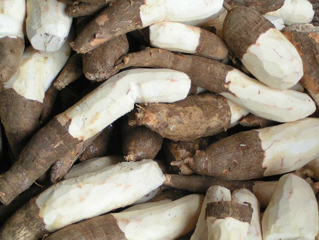 Cotação da mandioca
