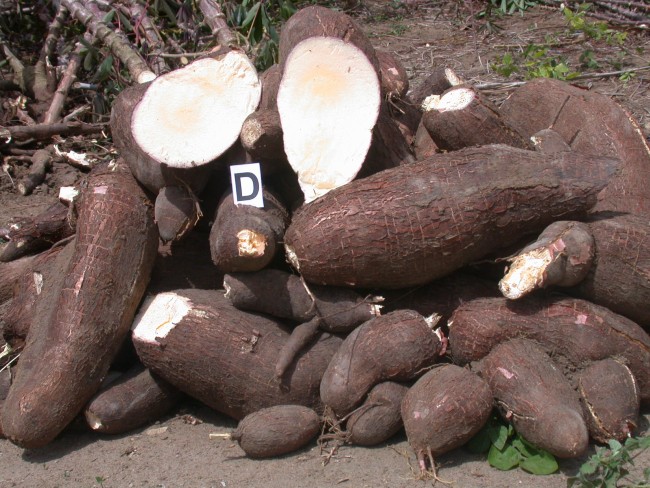BRS Dourada