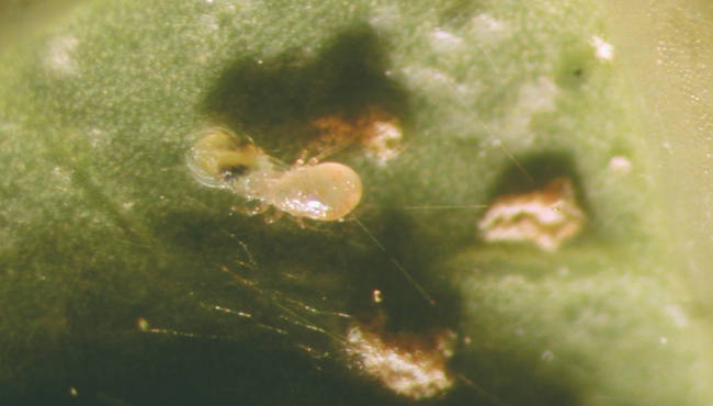 Ácaro-rajado (Tetranychus urticae)