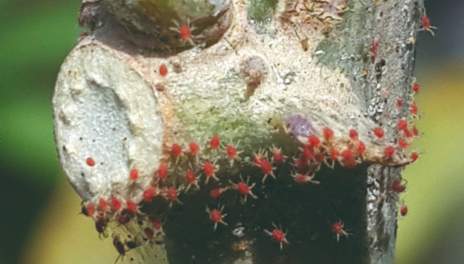 Ácaro vermelho (Tetranychus neocaledonicus)