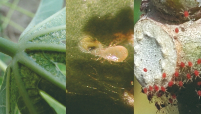 Ácaros (verde, rajado e vermelho)