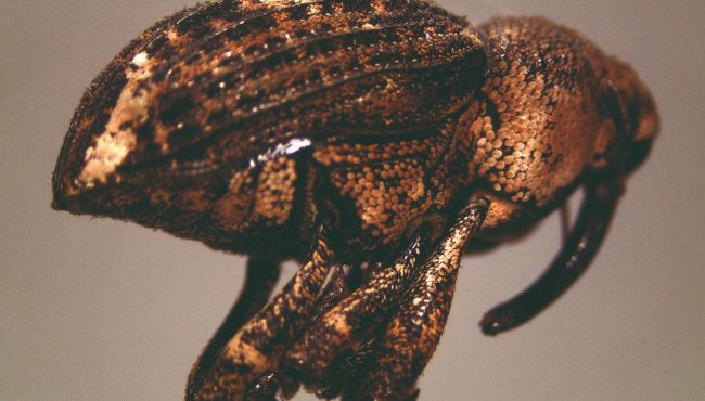 Broca-da-haste (Sternocoelus spp.)