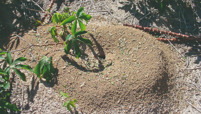 Formigas