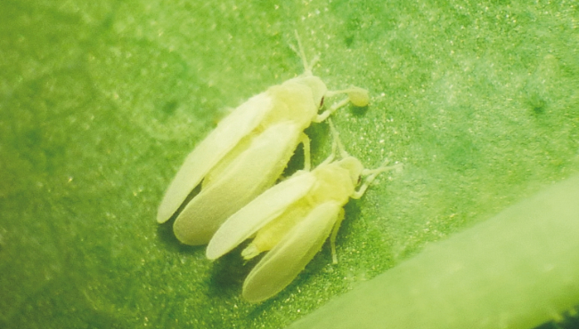 Mosca-branca (Aleurothrixus aepim)
