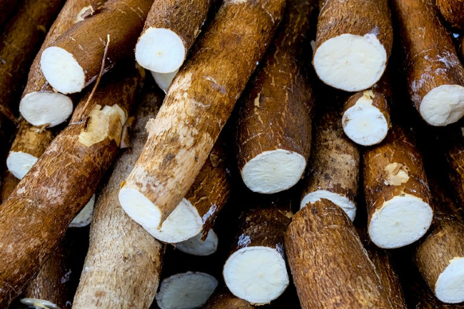 Publicado zoneamento agrícola da mandioca