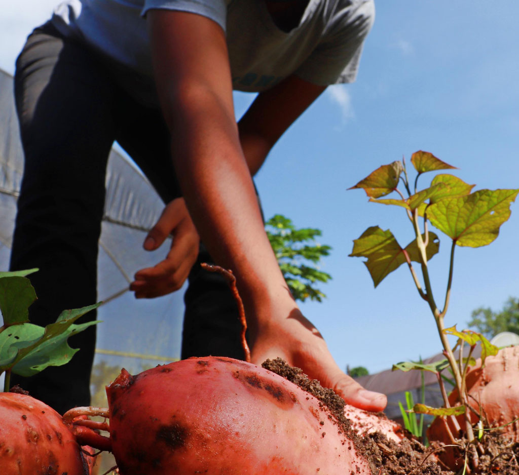 Você já plantou alimentos biofortificados?