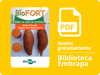 Biofortificação: batata-doce Beauregard