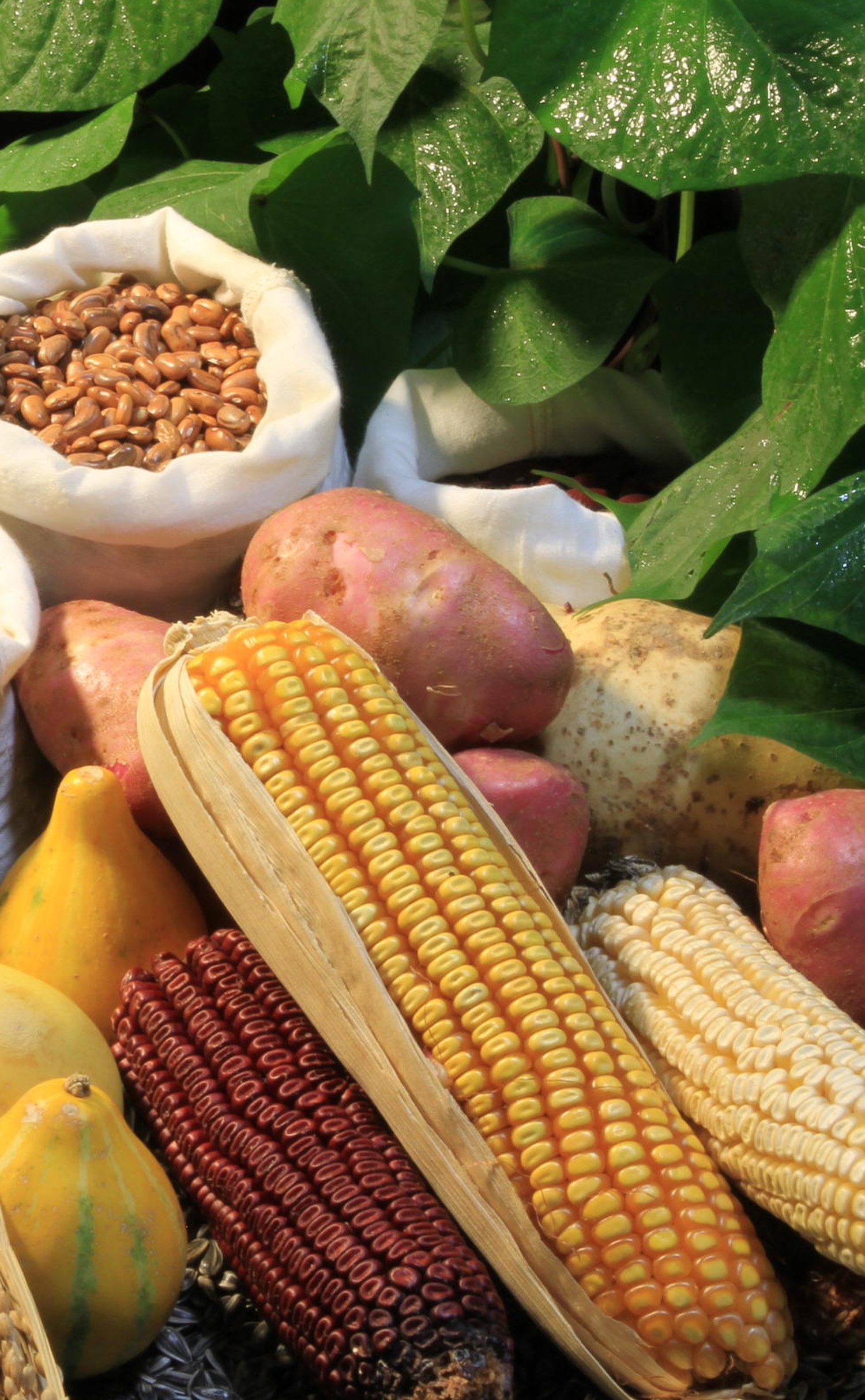 cesta alimentos