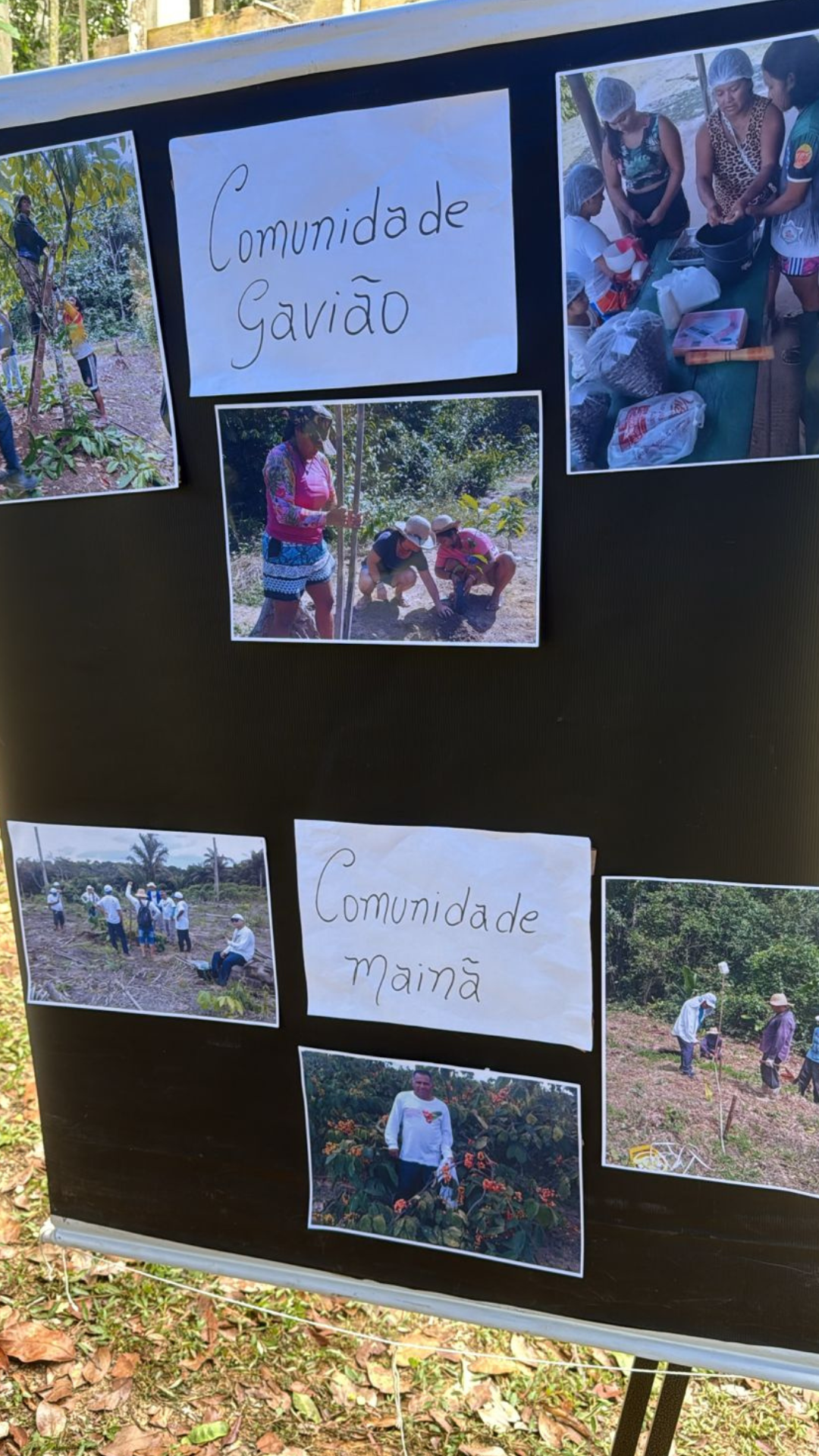 Comunidade gavião