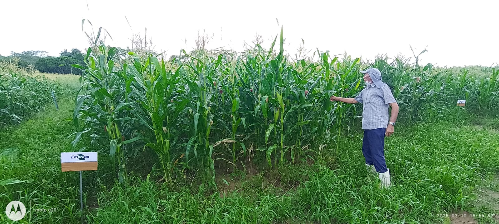 Milho BRS 4104 Biofortificado