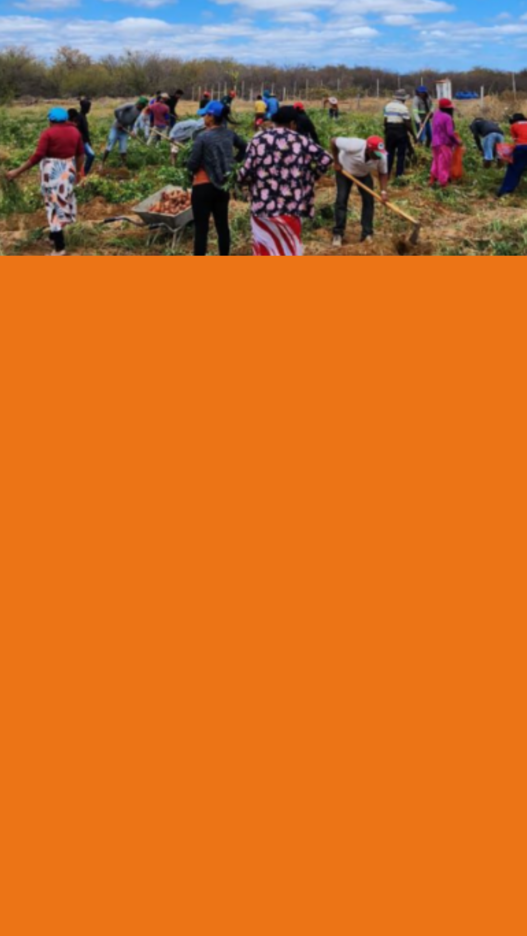 colheta-nas-ramas-da-esperanca